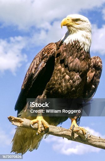 istock Bald Eagle 1673070826