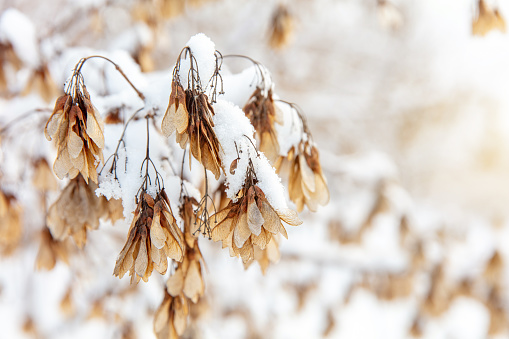 Close-up of dry grass and flowers covered with snow in winter