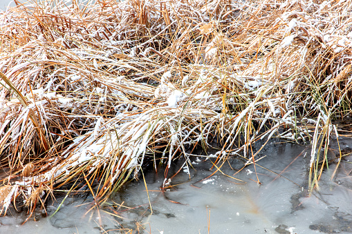 Frozen lake water and dry grass on the shore in winter