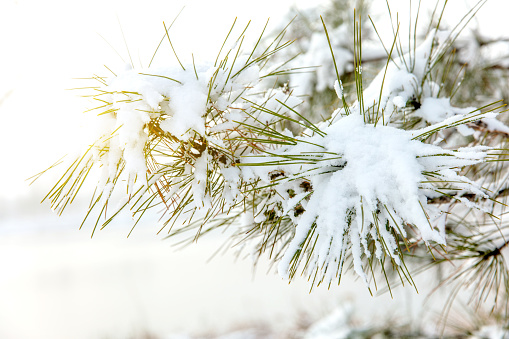 Falling Snow Cold Winter Christmas Snowflakes Texture Over Evergreen Pine Tree Branches Background