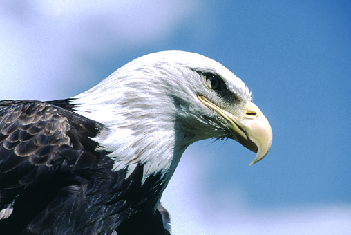 istock Bald Eagle 1673070886