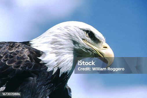 istock Bald Eagle 1673070886