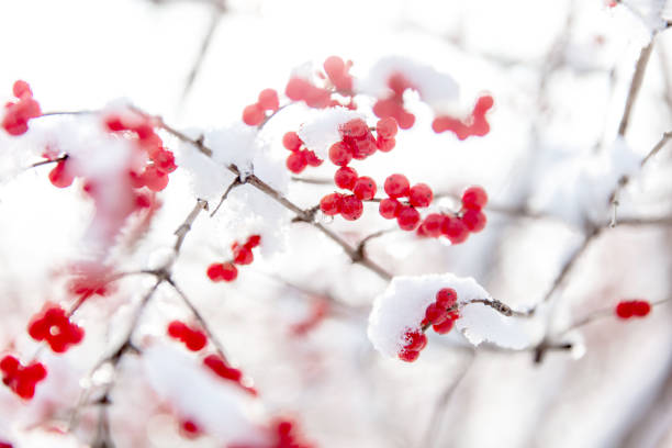 Whorls of holly after snow, red fruits covered with white snow Whorls of holly after snow, red fruits covered with white snow snow flowers stock pictures, royalty-free photos & images