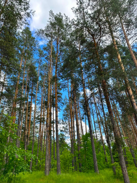 istock Forest  in summer in central Russia 1673071403