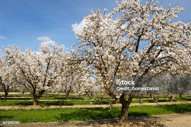 Almond Orchard With Blossoms On It Stock Photo - Download Image Now - Almond Tree, Almond, Blossom