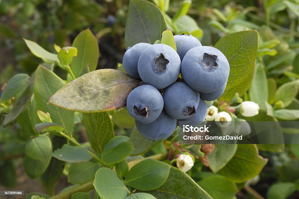 Close-up of Ripening Organic Blueberries on Bush Close-up of ripening organic blueberries on fruit bush. Blueberry Stock Photo
