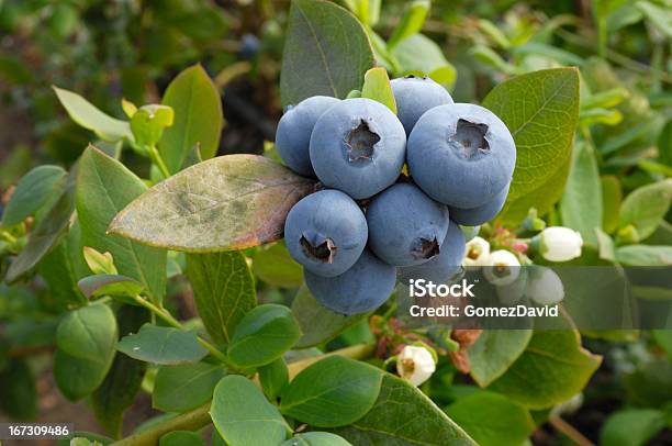 Closeup Of Ripening Organic Blueberries On Bush Stock Photo - Download Image Now - Blueberry, Bush, Berry Fruit
