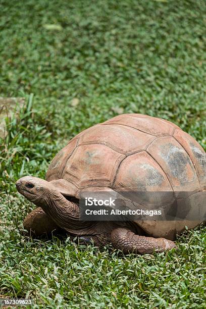 Landschildkröte Stockfoto und mehr Bilder von Aufnahme von unten - Aufnahme von unten, Brasilien, Bundesstaat São Paulo