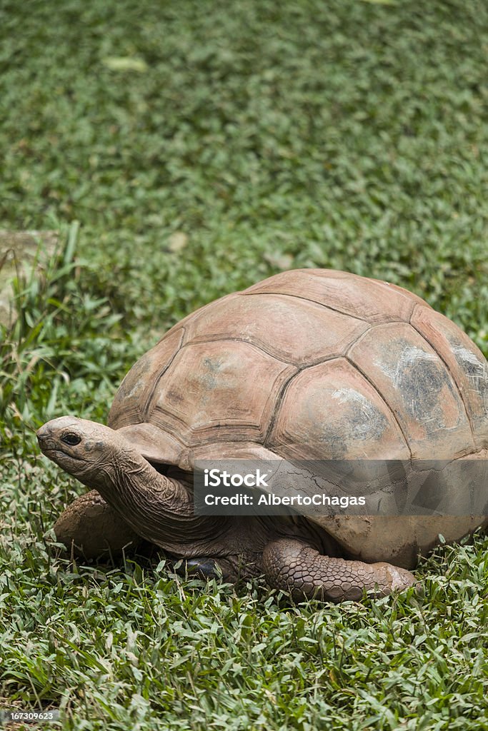 Écaille de tortue - Photo de Brésil libre de droits