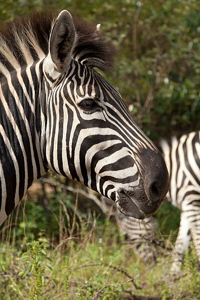 Zebra 에서 개척시대의 대면 옆으로 클로즈업 스톡 사진