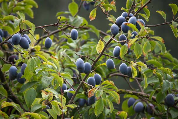 istock Plum tree abundantly filled with blue-colored fruits 1673111634