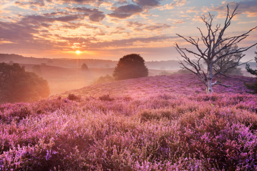 Sunrise over hills with blooming heather.