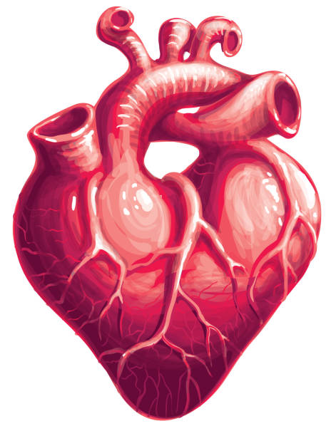 serca, - heart shape human vein love human artery stock illustrations