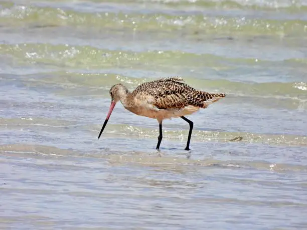 Photo of Marbled Godwit  (Limosa fedoa) - foraging in the Gulf of Mexico