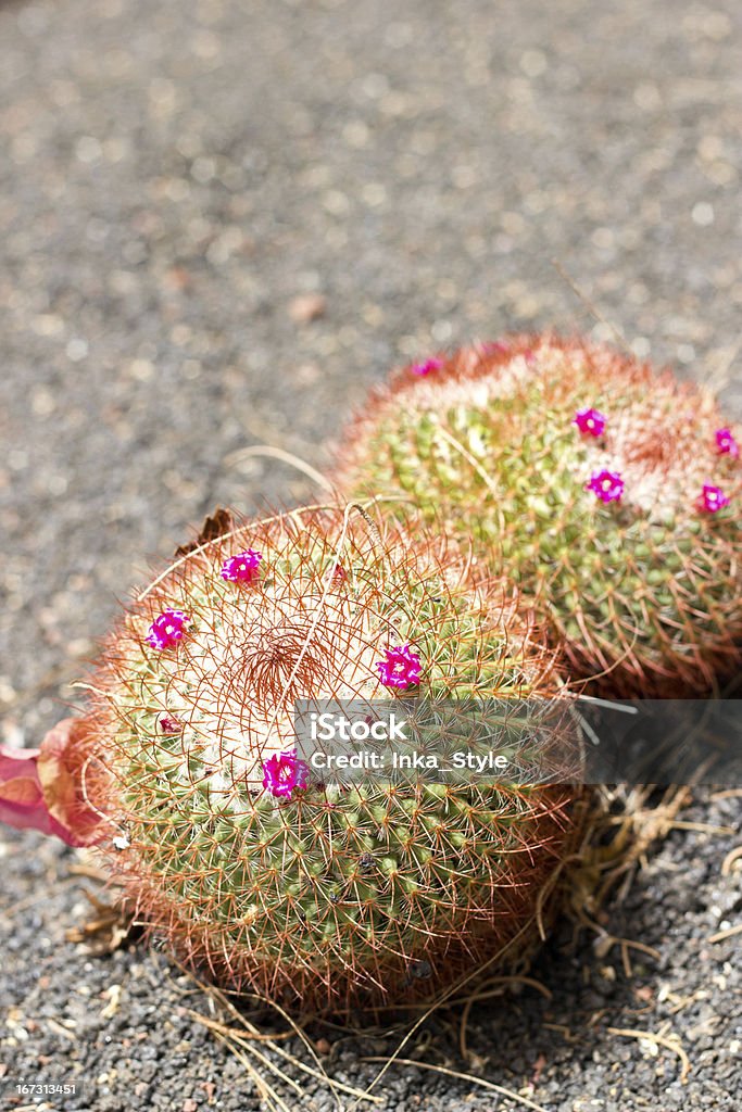 Red cactus Botany Stock Photo