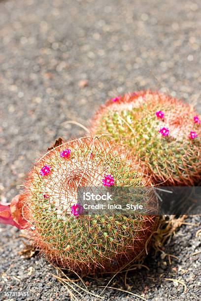 Red Cactus Stock Photo - Download Image Now - Botany, Cactus, Close-up