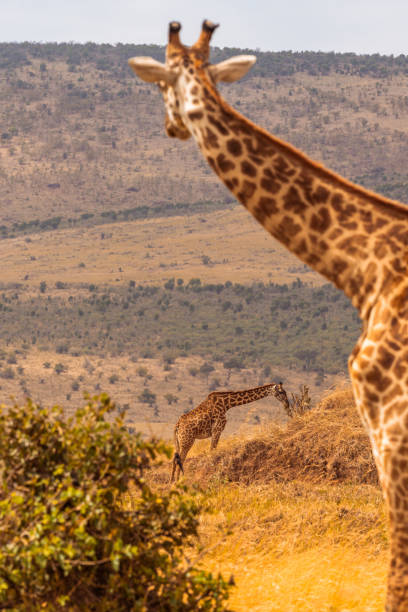 istock Two Giraffes at Masai Mara National Reserve 1673180266