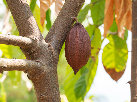 Cocoa fruit on cacao tree for chocolate production