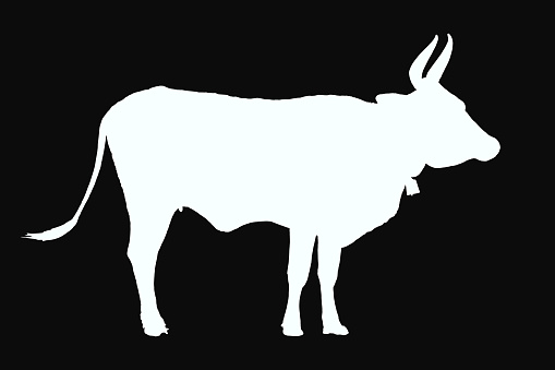 A tall, white cow, cut out. Isolated black background