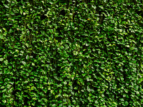 Epipremnum aureum Golden Background, Abstract Flower Growht Plant Summer Spring Nature Leaf Tree, Ivy Houseplant Monstera Araceae Park, Pattern Texture Wall Fresh Leaves Green Trendy Growing Vine.