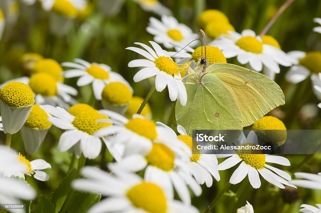 Chamomille campo de flor com borboleta - Foto de stock de Amarelo royalty-free