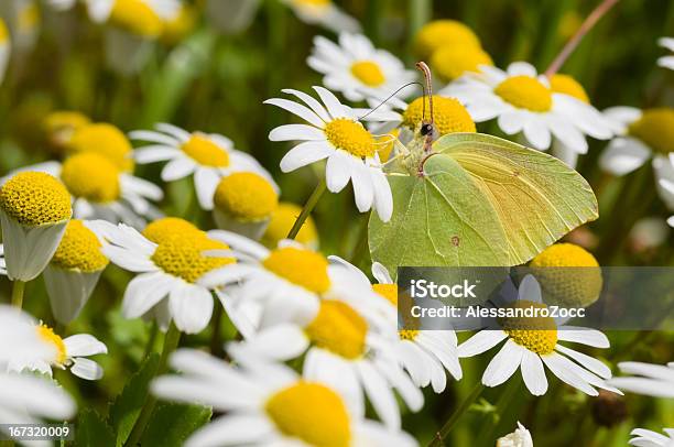 Foto de Chamomille Campo De Flor Com Borboleta e mais fotos de stock de Amarelo - Amarelo, Animal, Animal selvagem