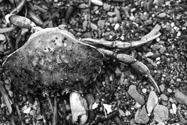 An isolated and decaying crab lying on the ground, its body broken and in fragments