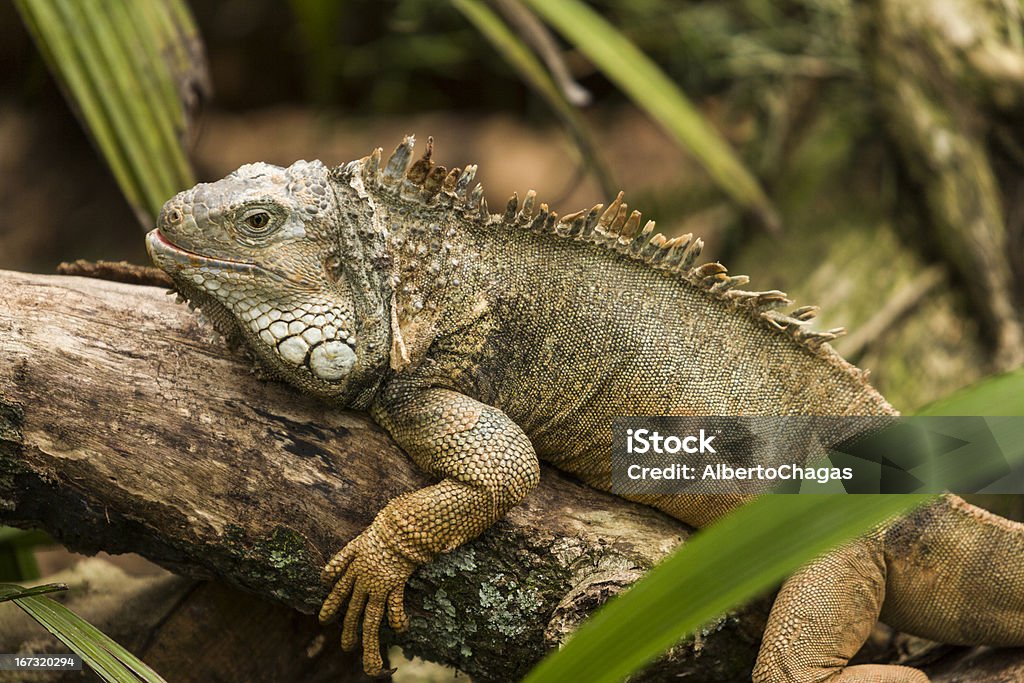 Iguana - Royalty-free Animal Foto de stock