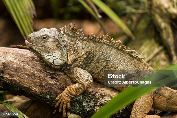 Iguana - Fotografias de stock e mais imagens de Animal - Animal, Ao Ar Livre, Brasil