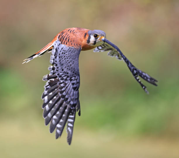 istock American Kestrel flying on green background, Montreal, Canada 1673206786