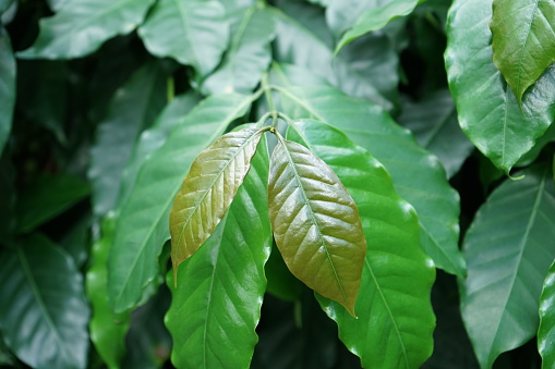 Coffee tree leaves on coffee tree.Leaf shoots of coffee.Young green sprout with leaf of coffee tree.