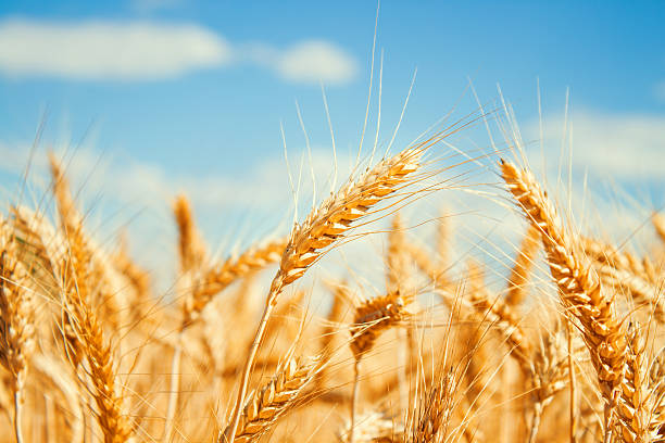istock Gold wheat field and blue sky 167321646