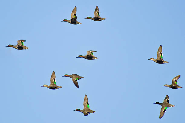 istock Flock of Green-Winged Teals Flying in a Blue Sky 167321886