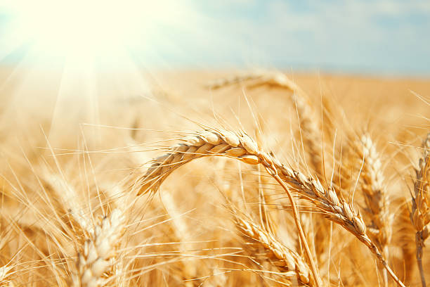 istock Gold wheat field and blue sky 167322064