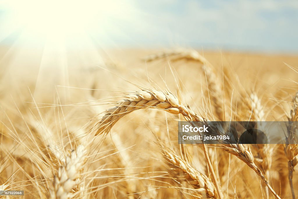 Campo de trigo dourado e azul céu - Royalty-free Agricultura Foto de stock