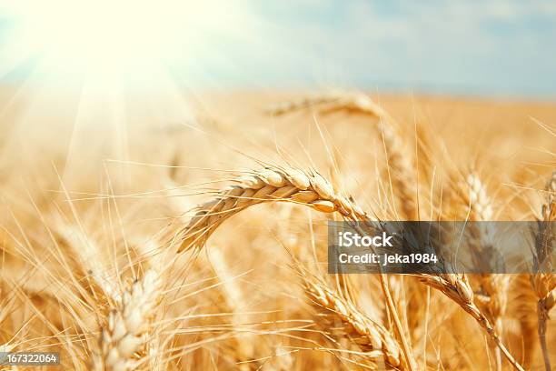 Campo De Trigo Dourado E Azul Céu - Fotografias de stock e mais imagens de Agricultura - Agricultura, Amarelo, Ao Ar Livre