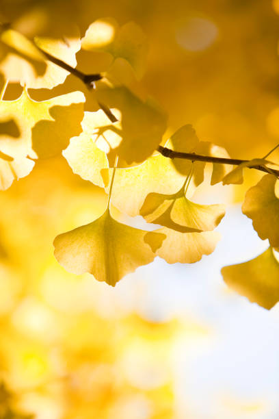 istock Autumn Ginkgo Leaves 167324150