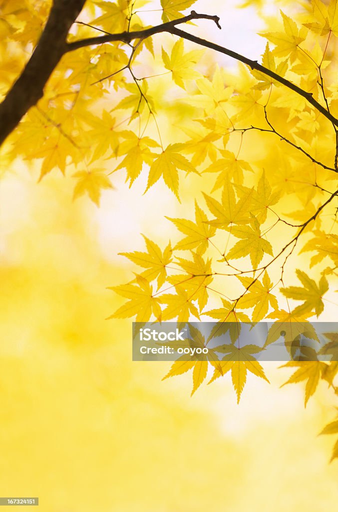 Outono cores amarelas - Foto de stock de Outono royalty-free