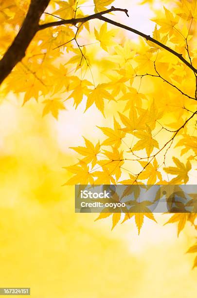 Foto de Outono Cores Amarelas e mais fotos de stock de Outono - Outono, Amarelo, Beleza natural - Natureza