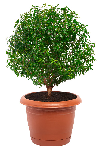 indoor plant in a pot with clipping path.