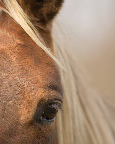 istock Horses eye shows her soft gentle nature. 167324621