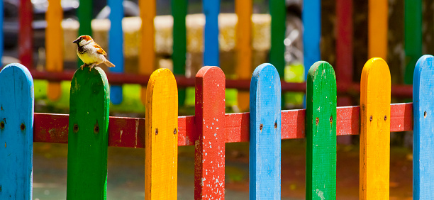Corner and perspective of multicolored wooden fence. Close-up view of multicolored fence surrounding a children playground, small sparrow bird perching. Pontevedra province, Galicia, Spain.