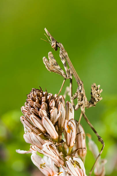 istock Conehead mantis, Empusa pennata 167330318
