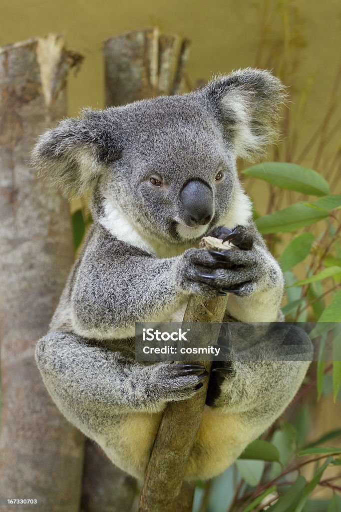 Koala bear Koala bear sitting on a branch Animal Stock Photo
