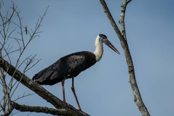 istock Asian Woolly-necked Stork 1673307204