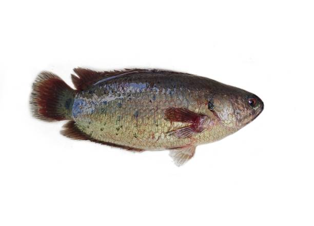 istock Climbing perch is a fresh water fish native to Asia. It can crawl without water from one place to another. It is known as Koi or Kawoi fish in India. It has a high commercial demand due to it taste. 1673325915