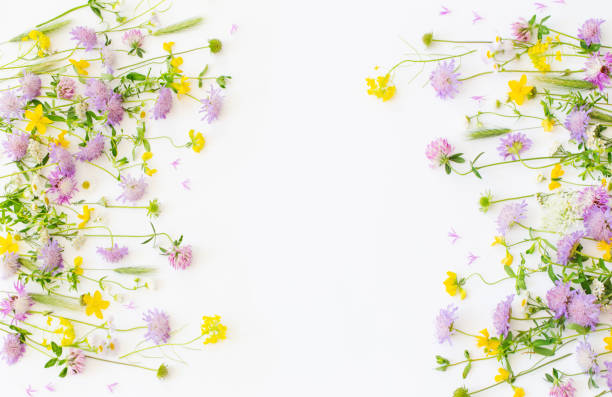 istock summer wild flowers on white paper background 1673326461