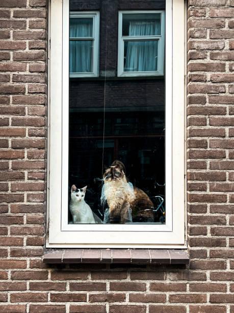 istock Two cats behind the window in Amsterdam 1673327538