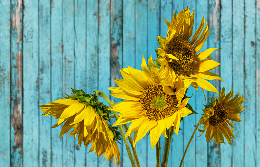 Sunflowers against the background of an old blue wooden fence