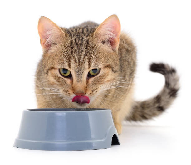 istock Cat eating dry food. 1673358881